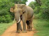 Yala National Park